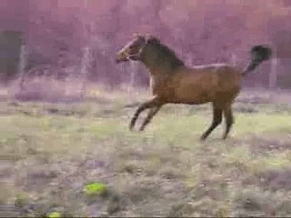 SULTAN PUR SANG ARABE