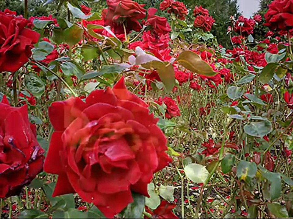 Katia Guerreiro   Ponham flores na mesa