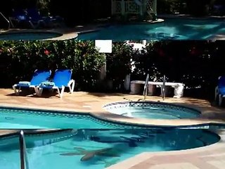 sandals royal caribbean - montego bay, jamaica