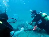 Shark feeding, Cuba - Playa Santa Lucia