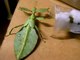 Amazing Insects Vol.5, No.1 : Leaf Insect / Male nymph