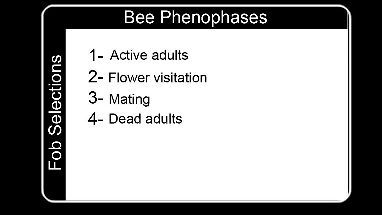 Bee