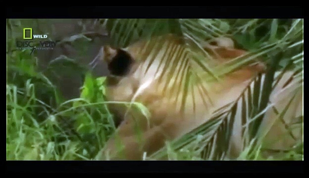 Shap LionsTV Channel - Lions vs Buffalo Bloody Battle - Discovery Wild Lion Documentary