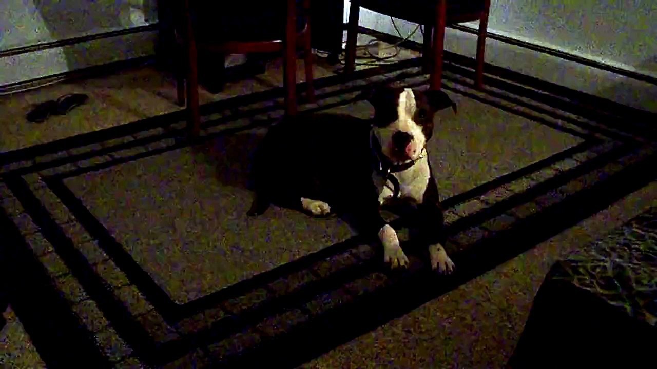 Bandit