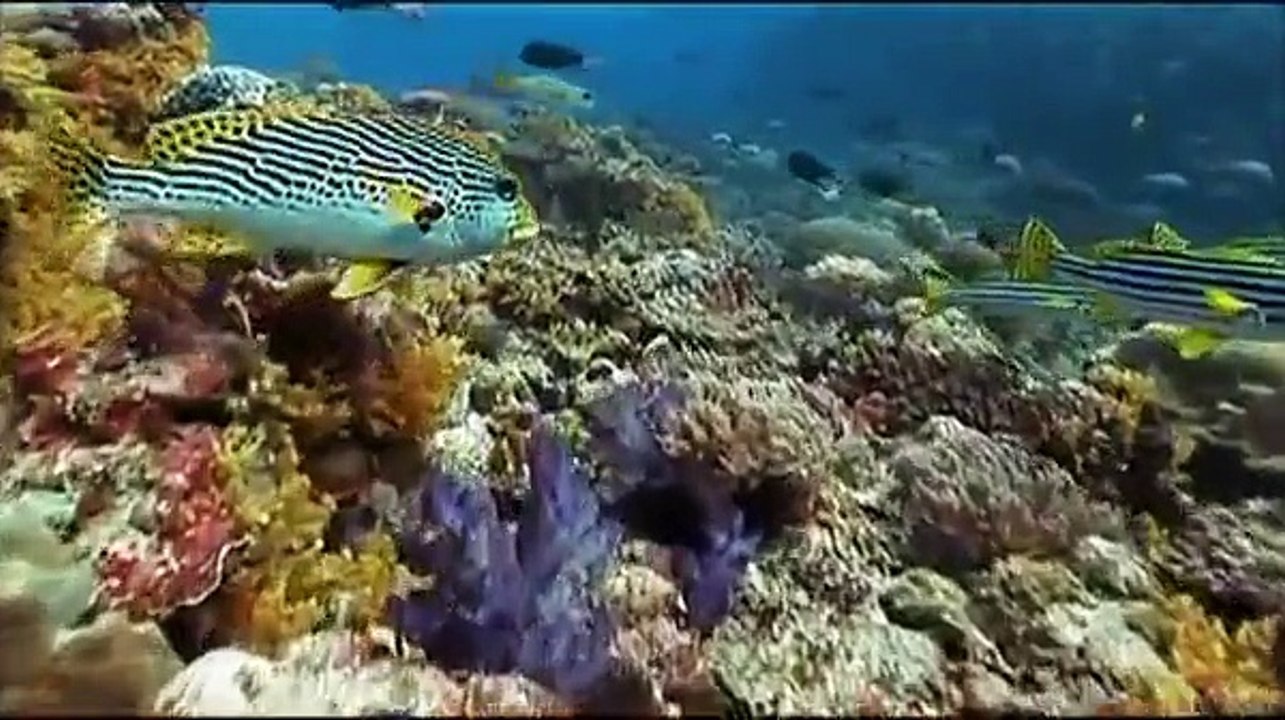 THE EVOLUTION OF EYES - NOVA - EVOLUTION - Discovery Science Animals (full documentary)