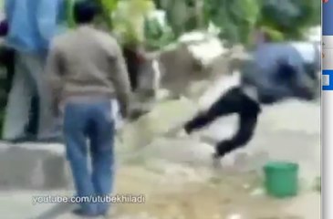 Cow Flying Kick funny pakistani