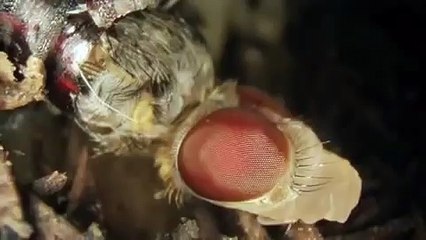Maggot To Fly Timelapse