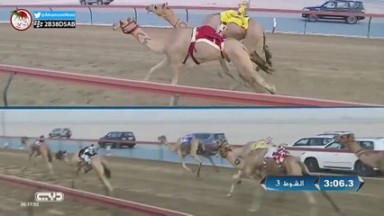 سباق تمهيدي المرموم الأثنين 2015/08/31 المرموم سن الإيذاع 4 كم - الشوط 3