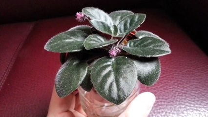 Rob's Twinkle Pink-(1)-2015-2-22