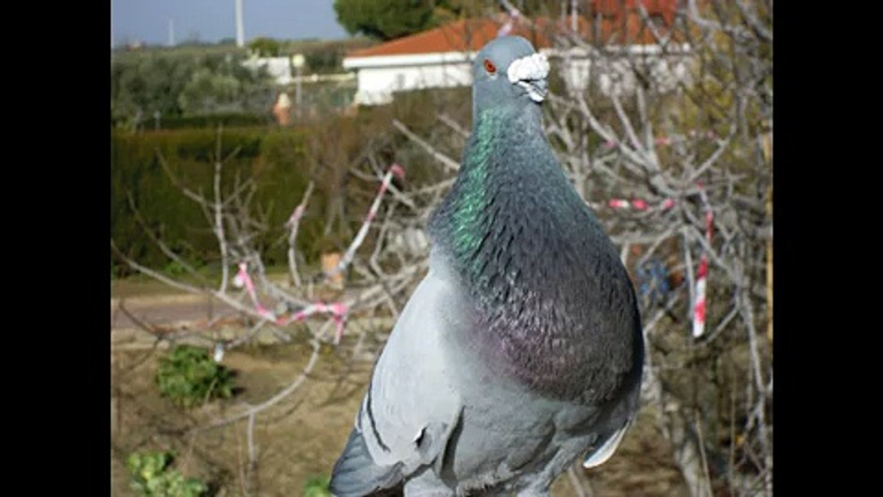 Buchon Gorguero