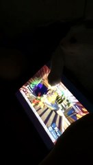 iPad mini cute baby kitten playing with Michael plants vs zombies