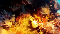 Scuba Diving near Isola d'Elba (Italy) - Mediterranean  Sea, with some close encounters ...