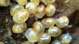 Newly hatched baby snails