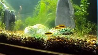 Apistogramma cacatuoides, Cardinal Tetra, Lamb chop harlequins