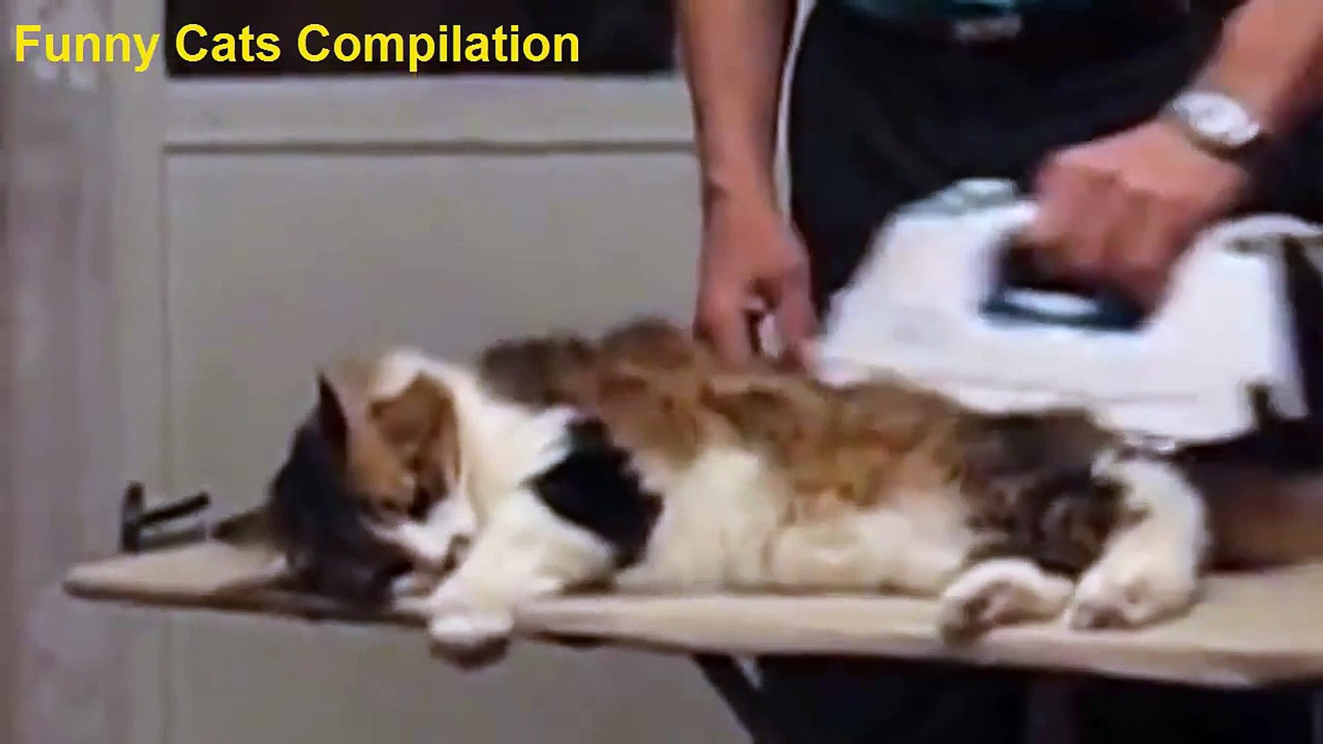 Funny Cats Funny Cat Videos 2015 Funny Cats Compilation Funny Animals Videos