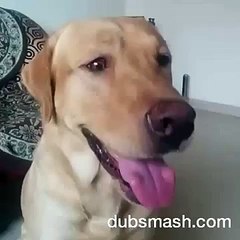 Best Dubsmash for Kutta Hai Tu Kutta