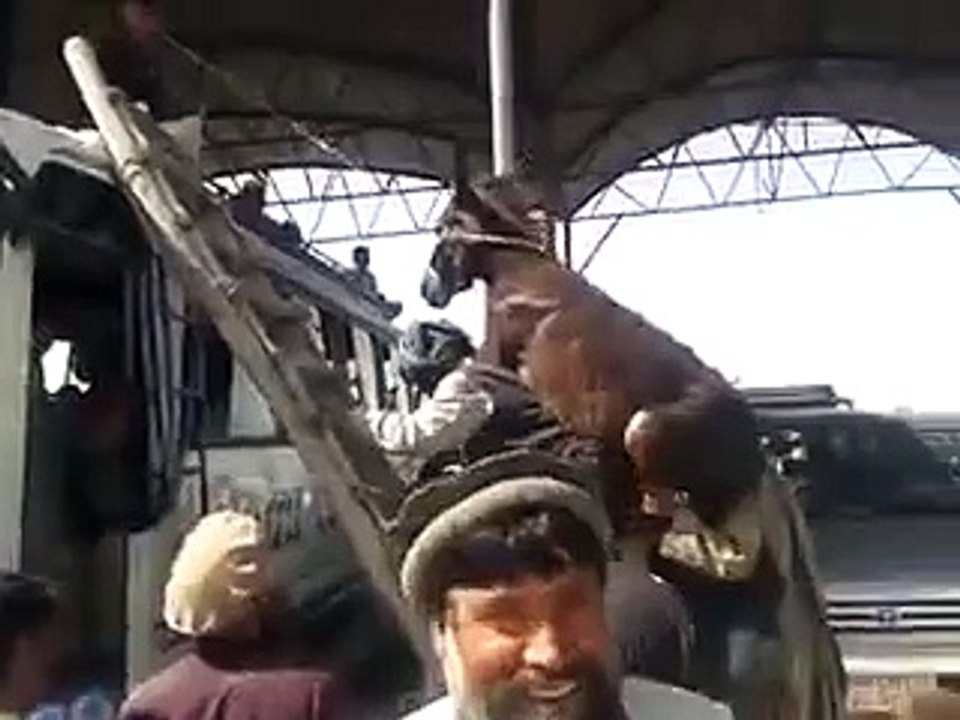Donkey on bus. In Pakistan