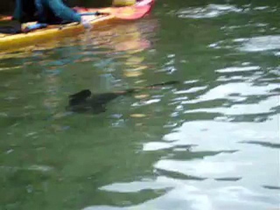 Seals at Abel Tasman - June 05