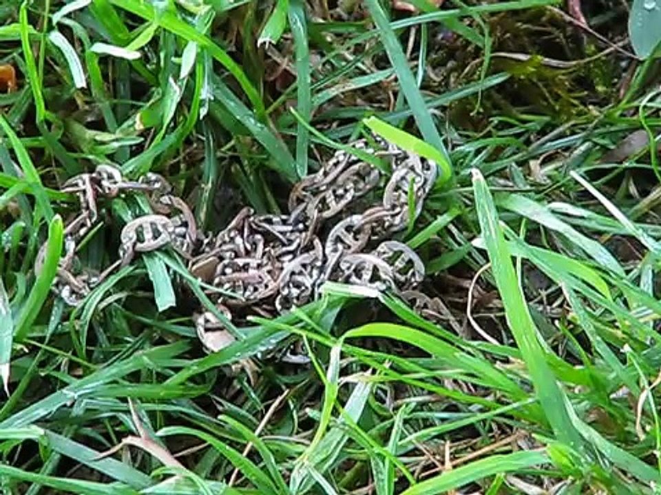 Metal Detecting Day after the 4th of July!