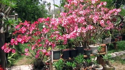 adenium obesum desert rose april 25 2009