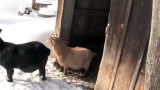 The Goats of Winter 2013