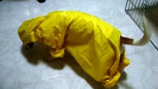 MuiMui Raincoat