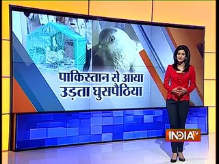 Spy Pigeon from Pakistan Captured in Pathankot - India TV