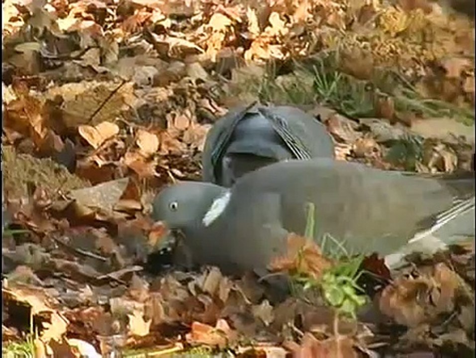 Chasse de la palombe