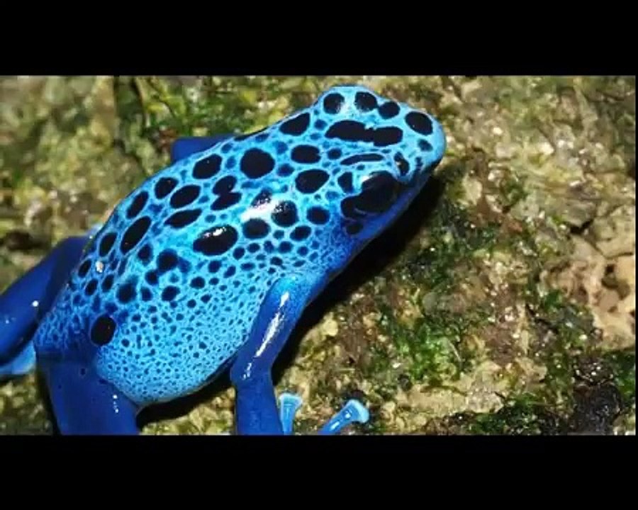 Madagascar Biodiversity Fund