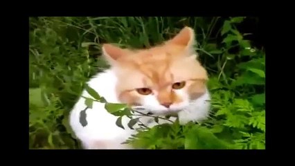 Download Video: Умереть от СМЕХА  ТОП ПРИКОЛЫ С ЖИВОТНЫМИ 2015  FUNNY ANIMALS