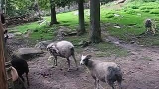 funny swedish sheep