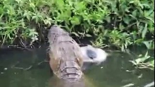 Alligatore mangia gatto ,Texas