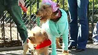 Pet News - Halloween Parade for Dogs in New York City