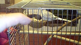 Diamond Doves With Two Eggs.