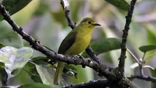 Birds Songs in the Indian Forest