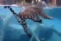 Amazing Panther Swimming and Fishing in the Pool Leopard Hunting / Wild Animals Hunting