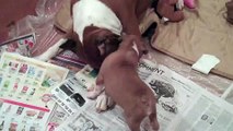 5 week old boxer puppies playing