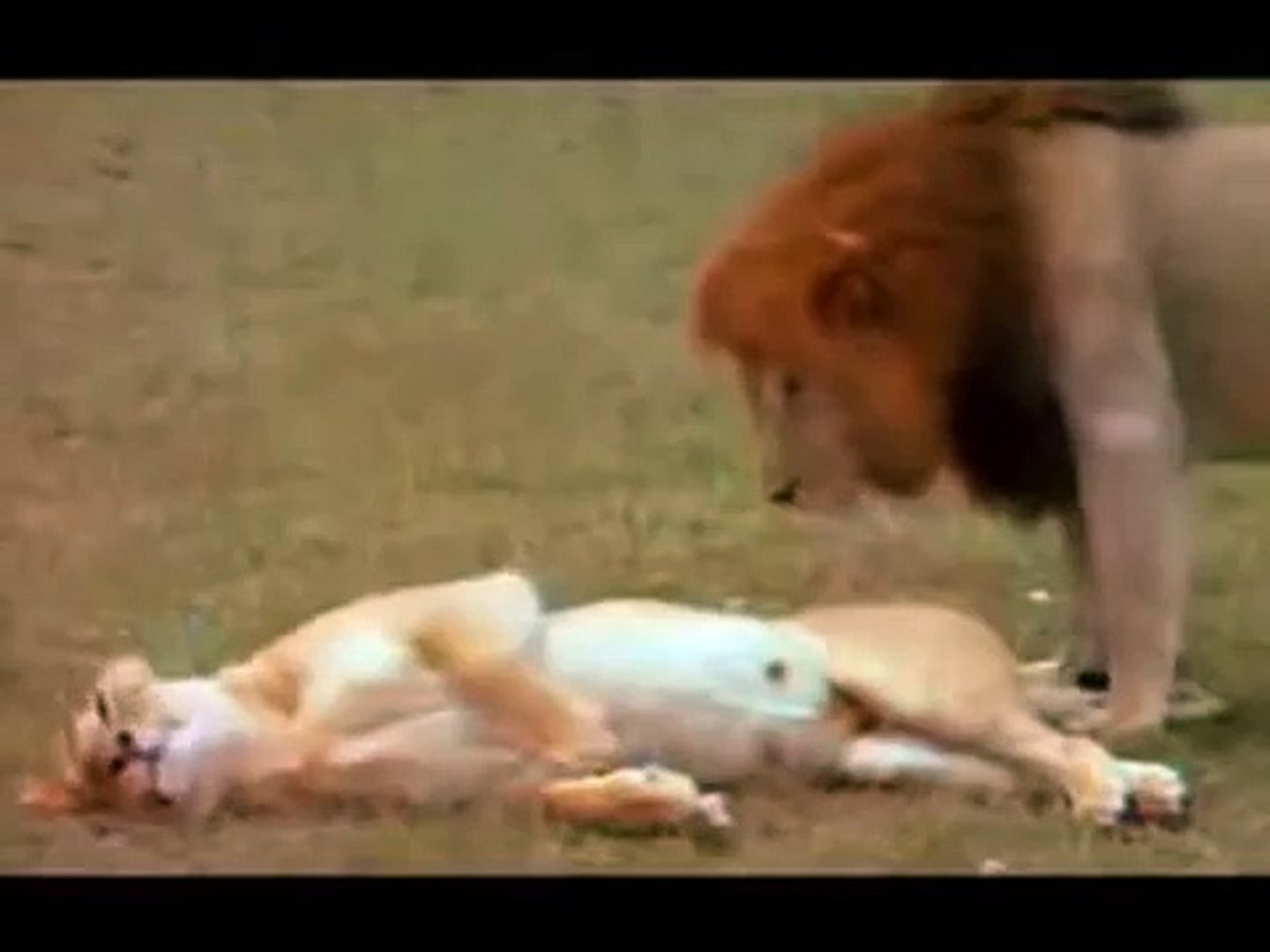 Wild Animal Sex Video