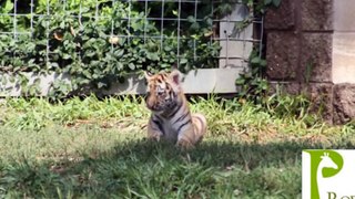Amur Tiger Cubs Roam Their Yard At the Peoria Zoo