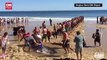 Beachgoers Dig Trench For Stranded Great White Shark