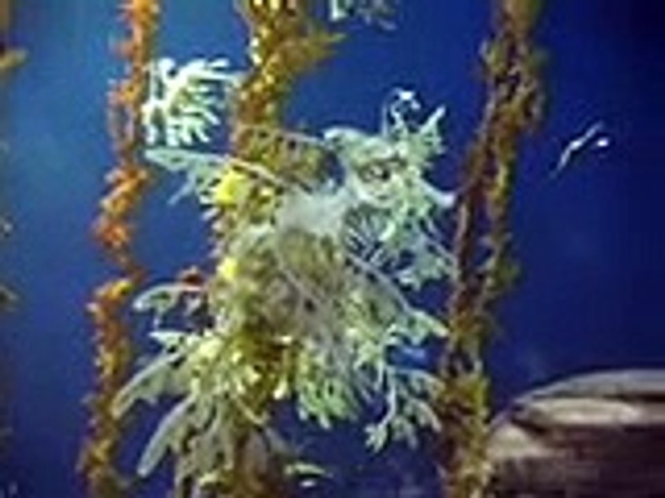 Georgia Aquarium