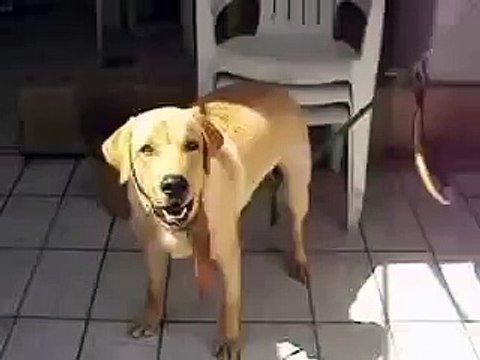 Cachorro latindo AU AU NA NA NAO de Iggy Azalea