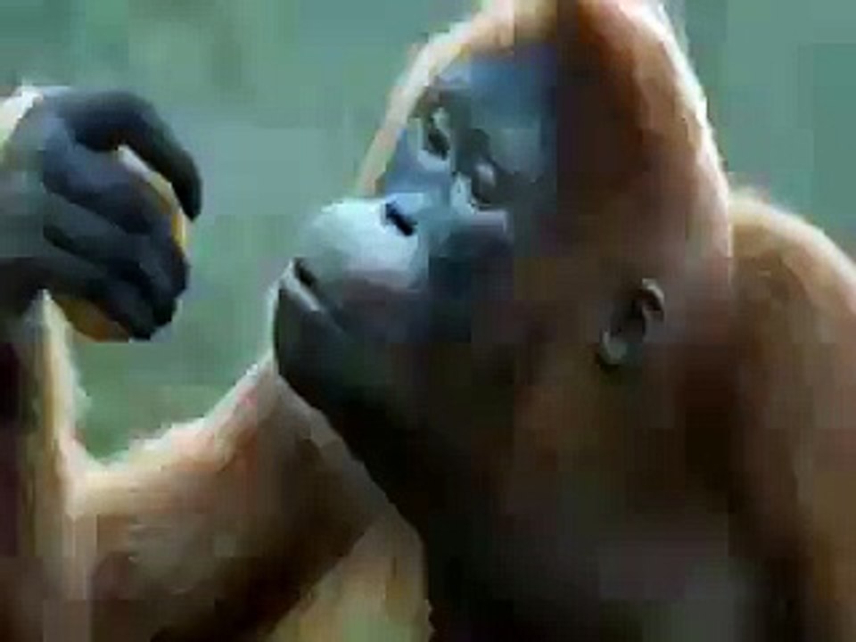 Monkey Well Dance with ( honey singh) song