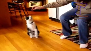 Funny cats - Top 10 cat trick Funny and cute cat  compilation
