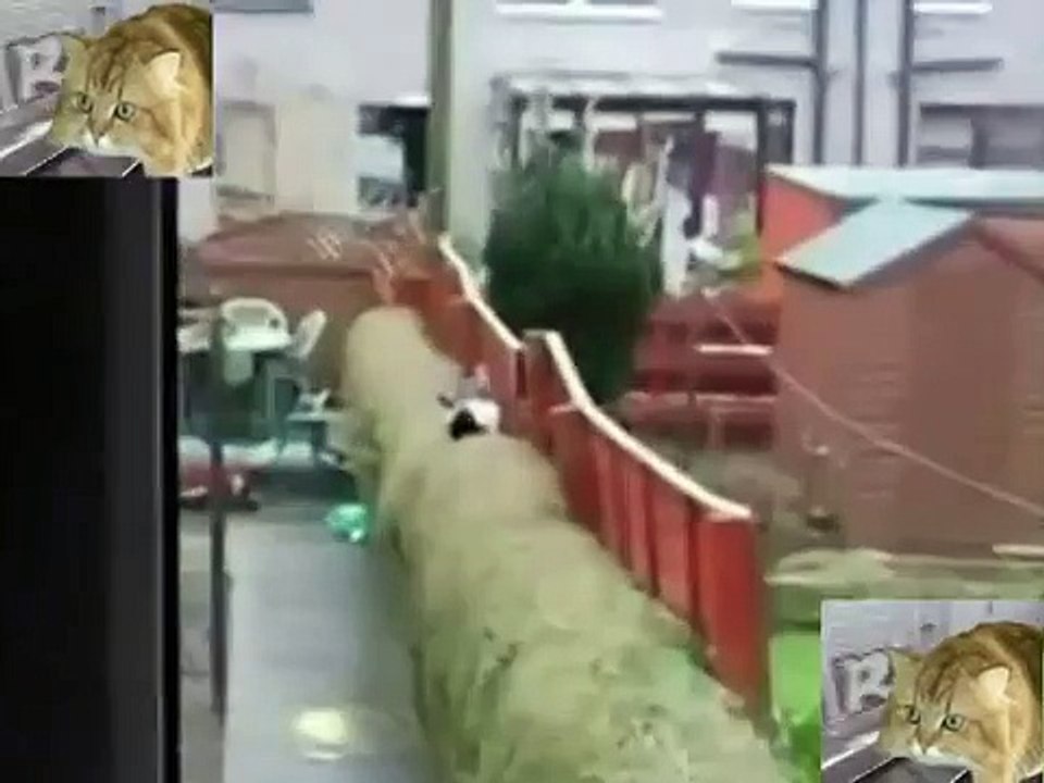 Practice Of Monorail Cat