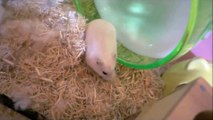 煮干しを食べるハムスター ※ Djungarian Hamster eating fish