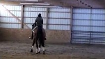 Galileo, dressage warmblood gelding for sale