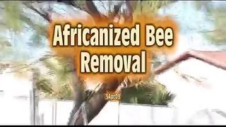Africanized bee removal