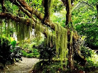 UN PASEO POR LA SELVA