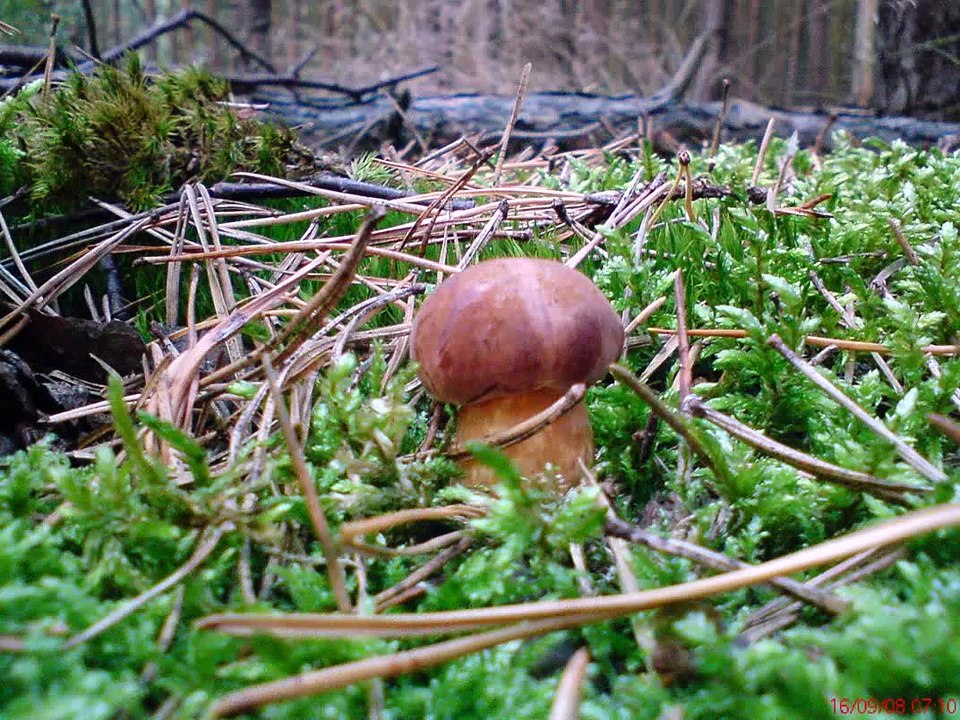 Sezon Grzybowy 2008 Grzyby Grzybobranie Grzyb Las Grzybki w lesie 2012 na pilze funghi porcini houby